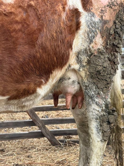 Корова.            .