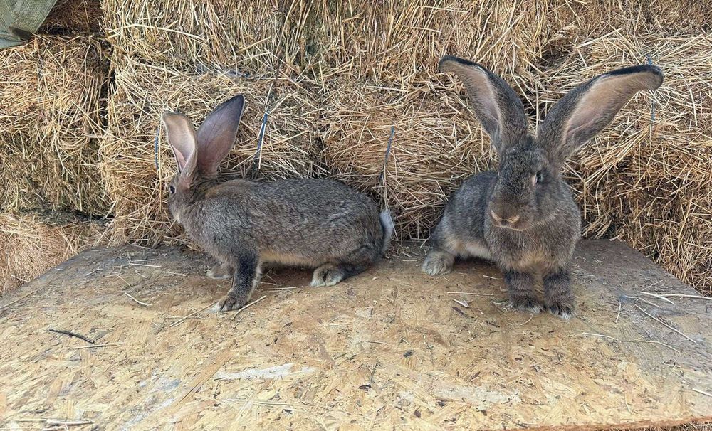 Iepuri uriaș german