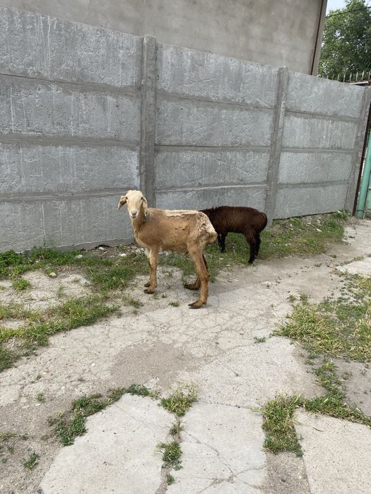 Тұсақ 1-ші тума Қозылы қой
