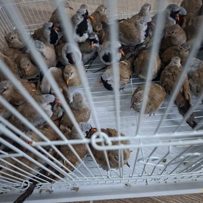 Капский  горлицы