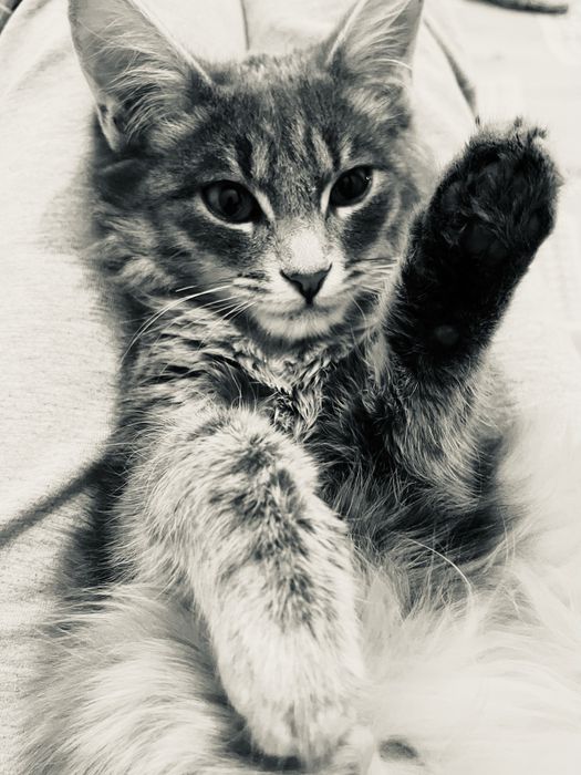 Кошка мальчик милый