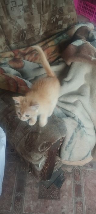 Отдам котенка в добрые руки,девочка
