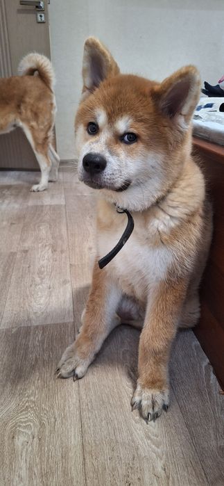 Продаётся щенок Акита Ину