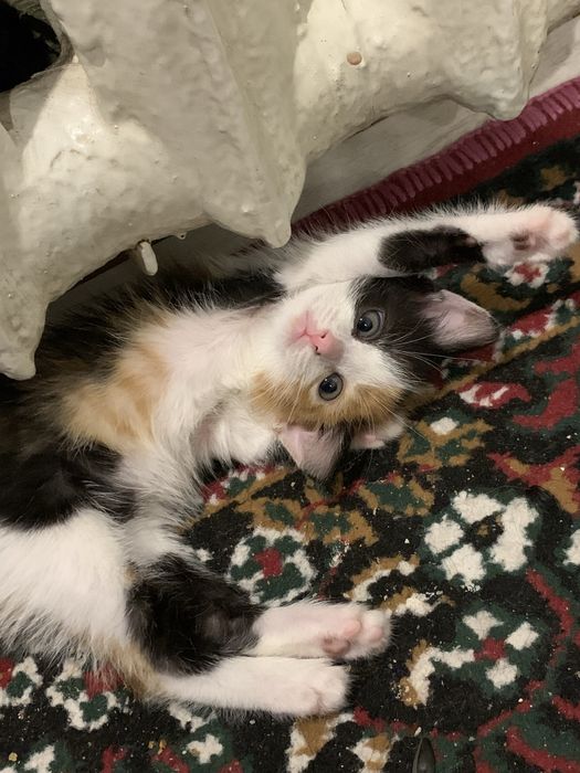 отдам даром котенка