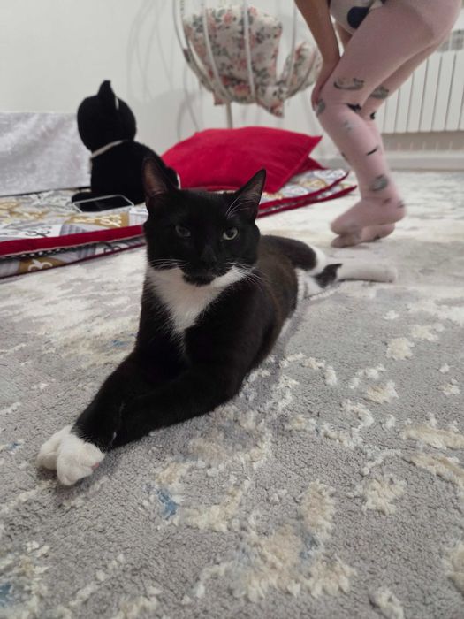 Котёнок 5 месяцев