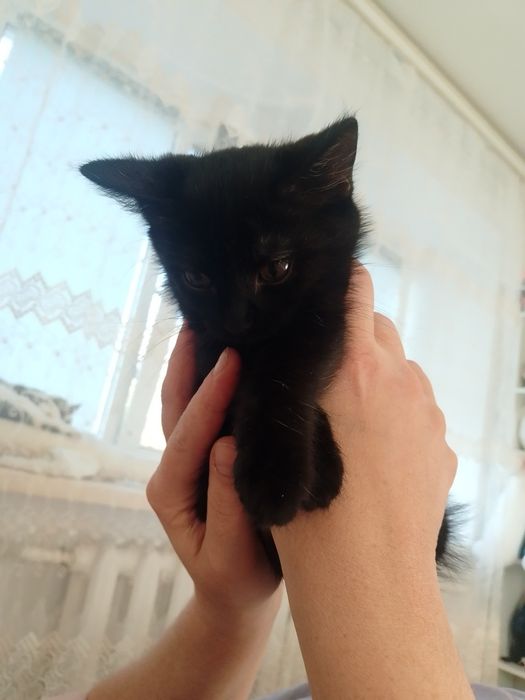 Отдам котенка в добрые руки