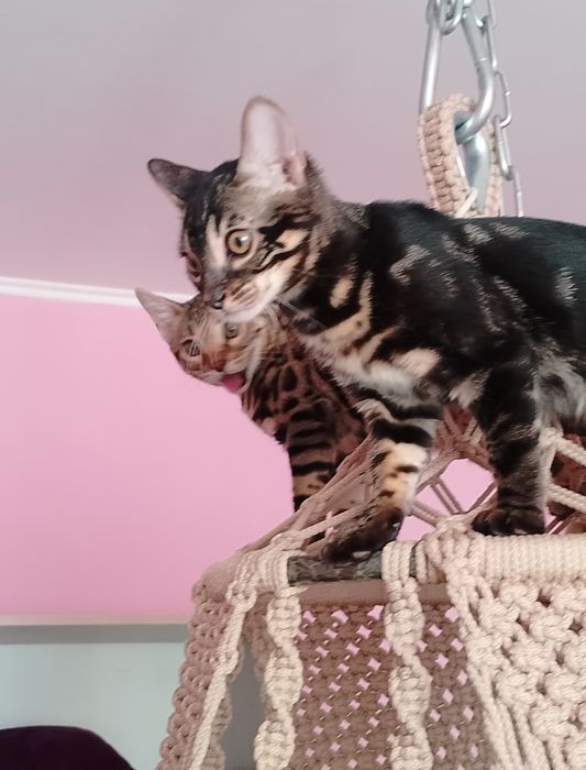 Котята бенгальские