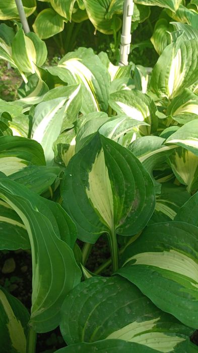 Продам ирисы, хосты