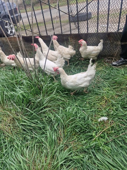 Продаем кур  несушек