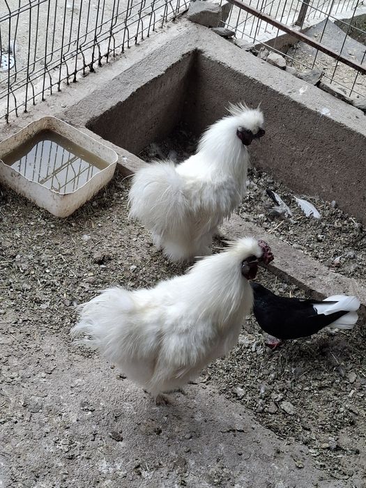 Cocosi de mătase