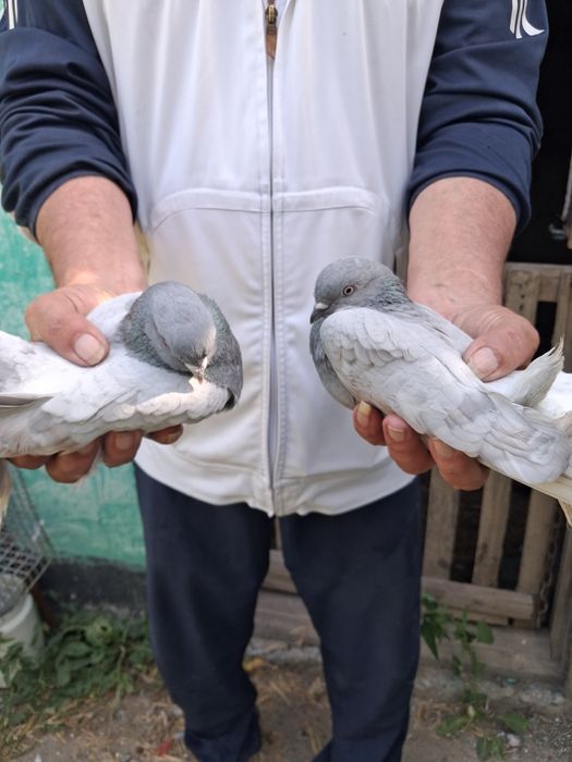 Голуби разных породы.