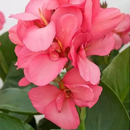 Канна Сити оф Портланд розовая