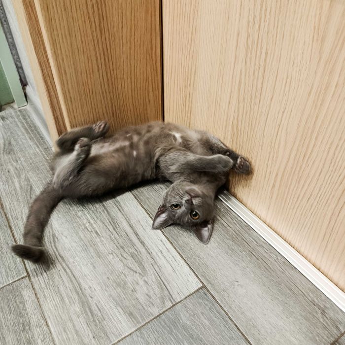 Подарявам малко котенце