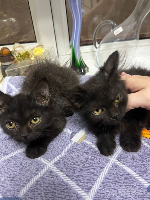 Котята в добрые руки, девочки