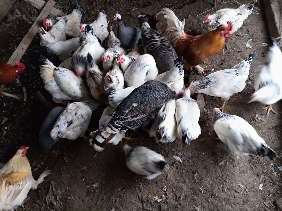 Адлер тауыктарыы