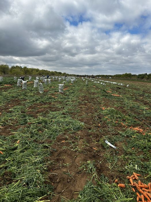 Морковь свежая.