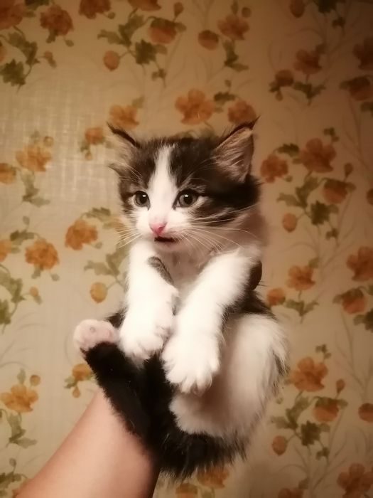 Отдам красивых котят