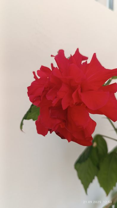 Китайска    роза