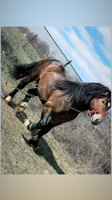 Armasar ardenez 3 ani de monta!