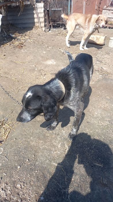 Ovchi kuchuk bollari sotiladi