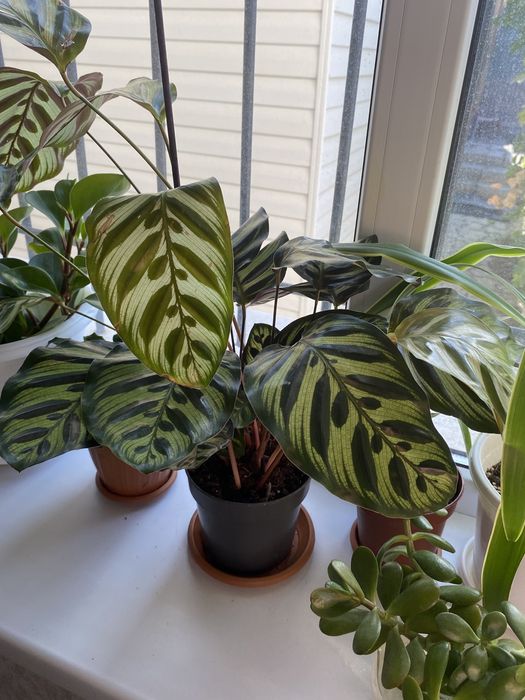 Комнатные цветы