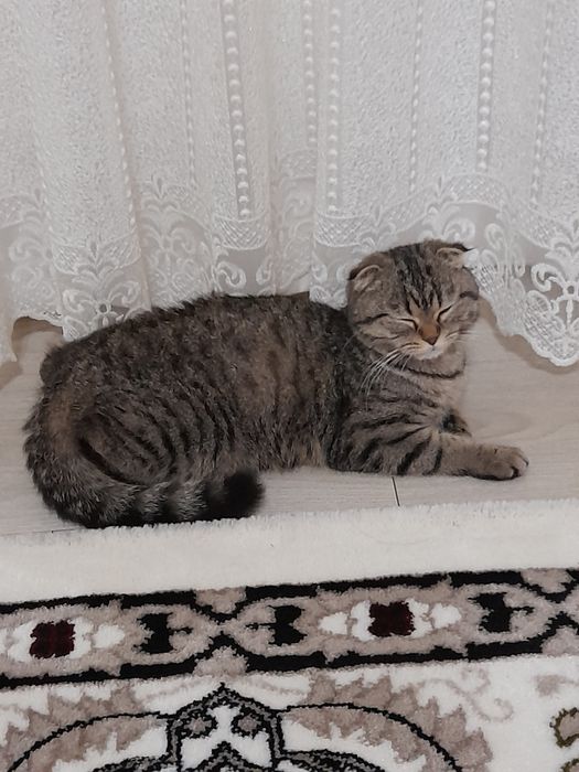 Кошка порода веслоухие