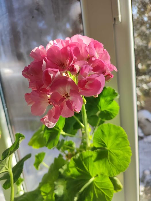 Комнатные  цветы