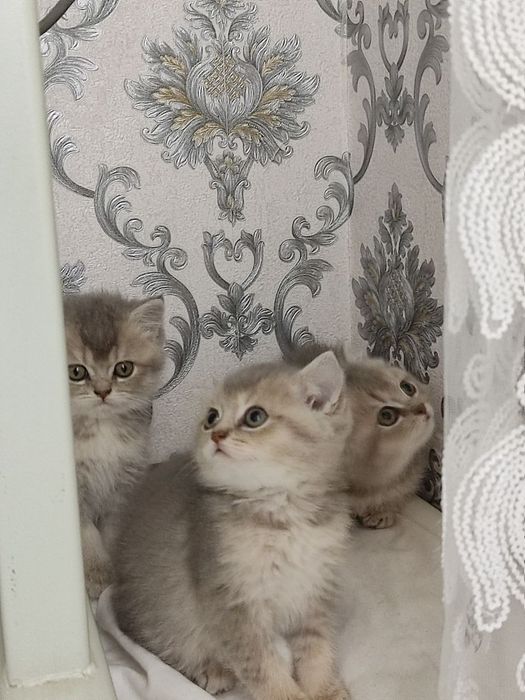 Продам  Пепельной шеншила