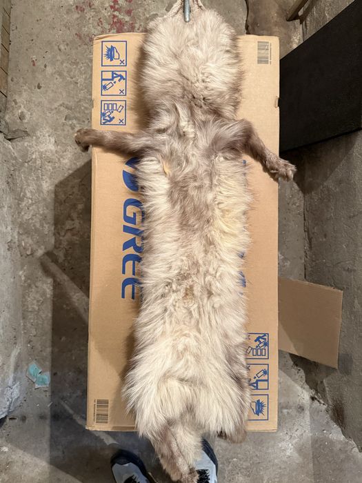 Продавам препарирана  лисица