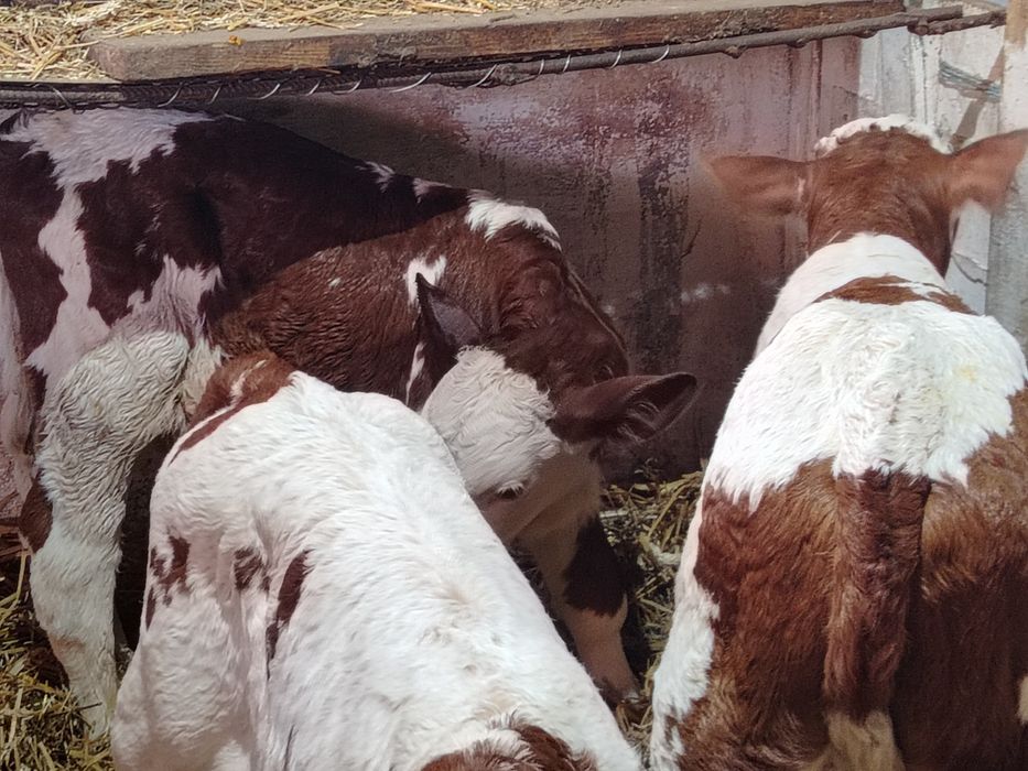 Taurasi  și vitele baltati