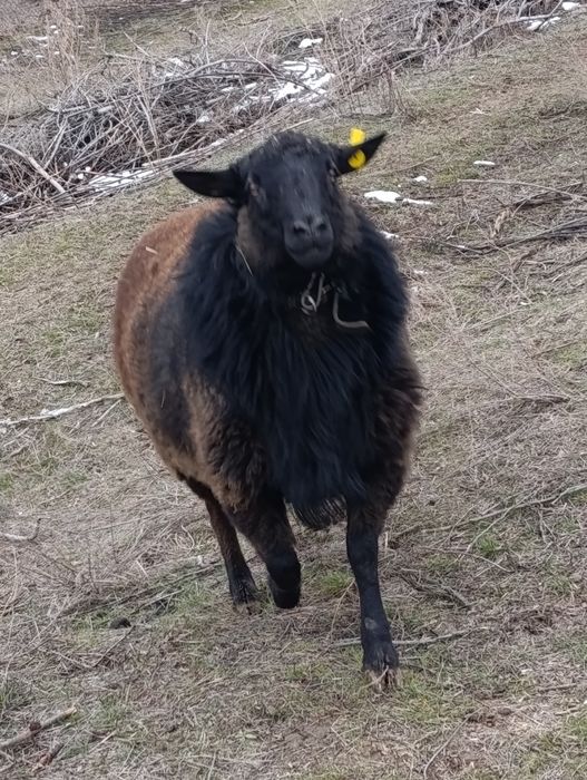 Кошкар-улучшитель