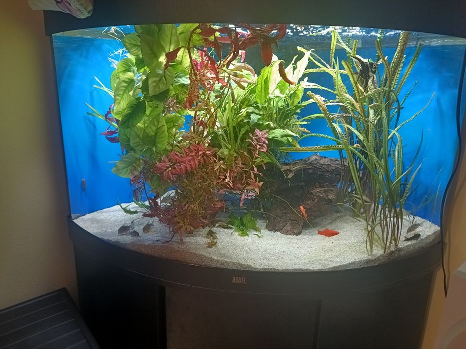 Acvariu juwel trigon