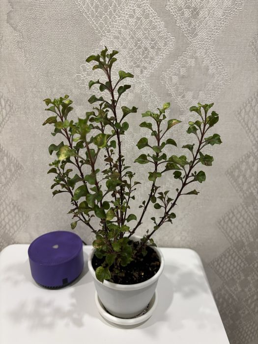 Продам спатифилум и альтернантеру