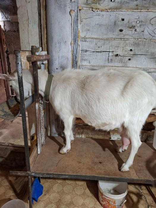 Продам козье хозяйство