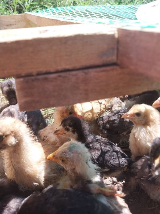 Продам цеплят брама