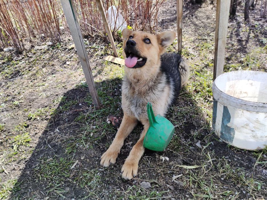 Отдам собачку девочку