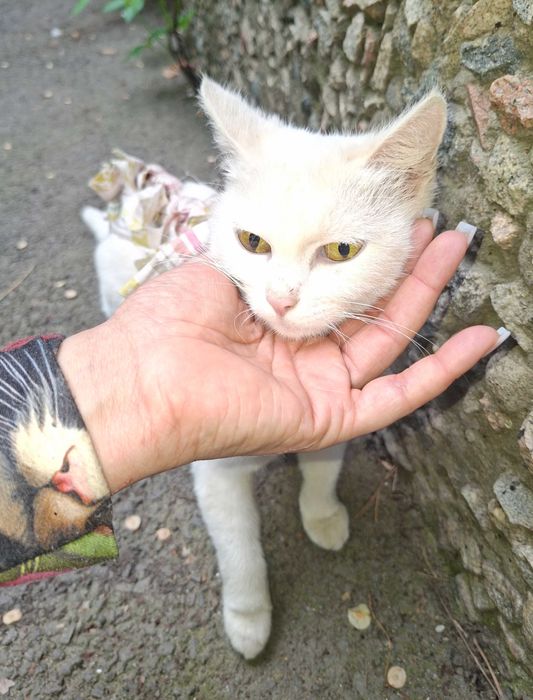 Отдам котенка в добрые руки
