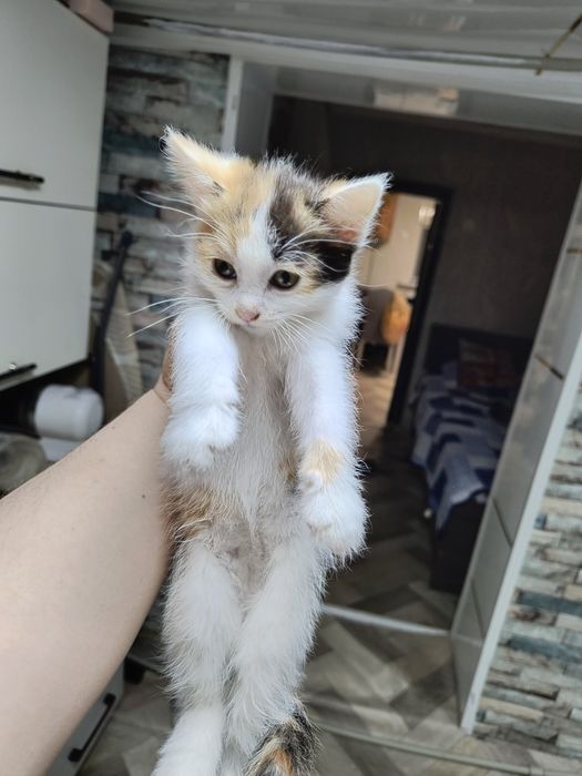 Отдам котят в хорошие руки