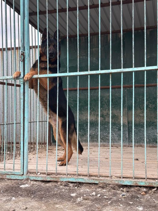 Продаётся немецкая овчарка