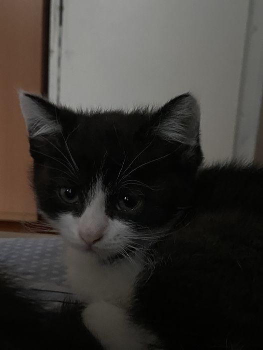 Котяты отдам даром