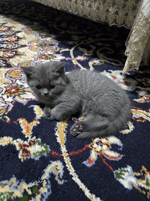 Turk angora mushuklari 2 oylik sotiladi