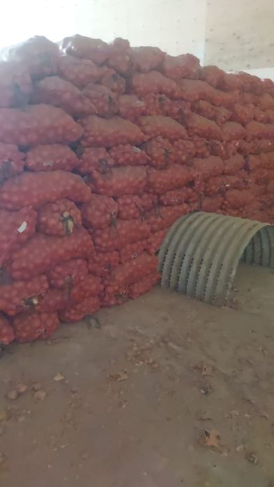 Лук репчатый продам