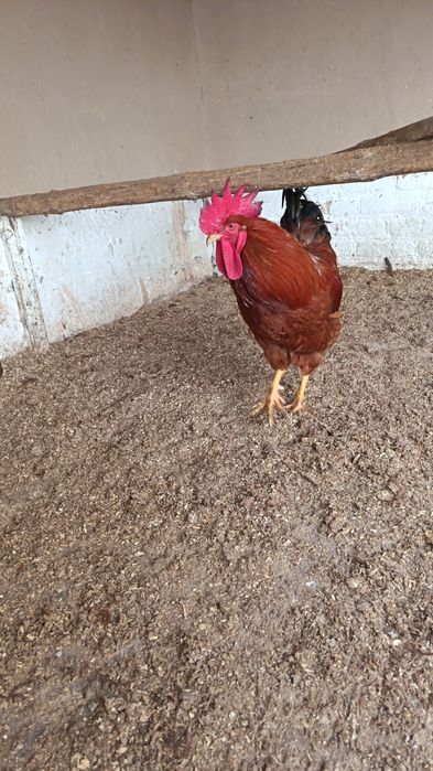 Хан хяп ху́розлари сотилади...