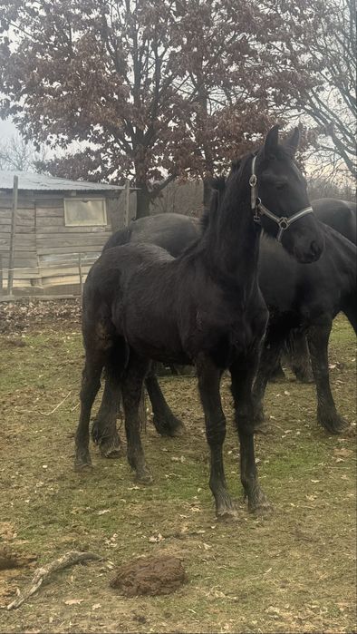 Vand un manz Friesian / Friz