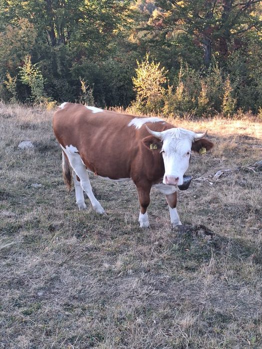De vânzare vaca si juninca pentru abator