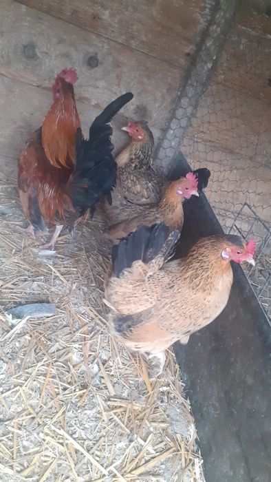 Gaini pitice si rațe de vanzare