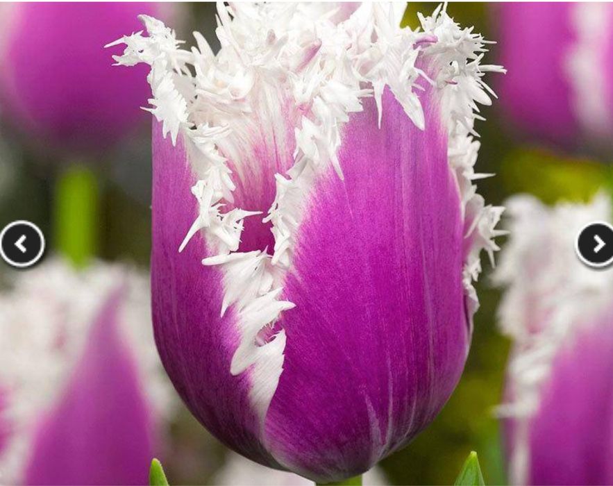 Оптом тюльпаны.Тюльпаны голандские оптом.Оптом голандские тюльпаны опт