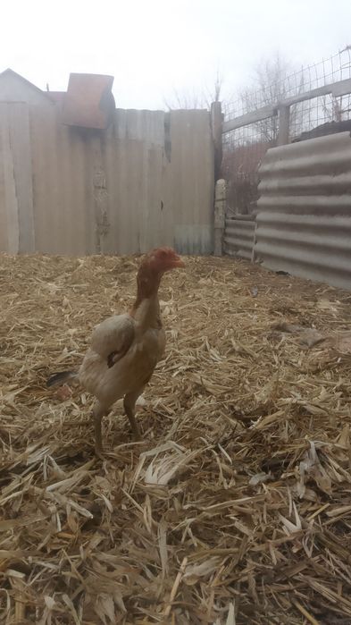 Дакан мекен обмен простой 2 таукка