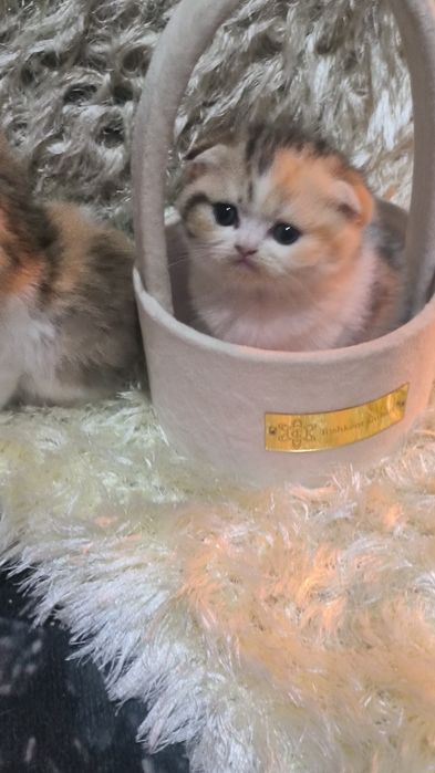 Животные кошки и