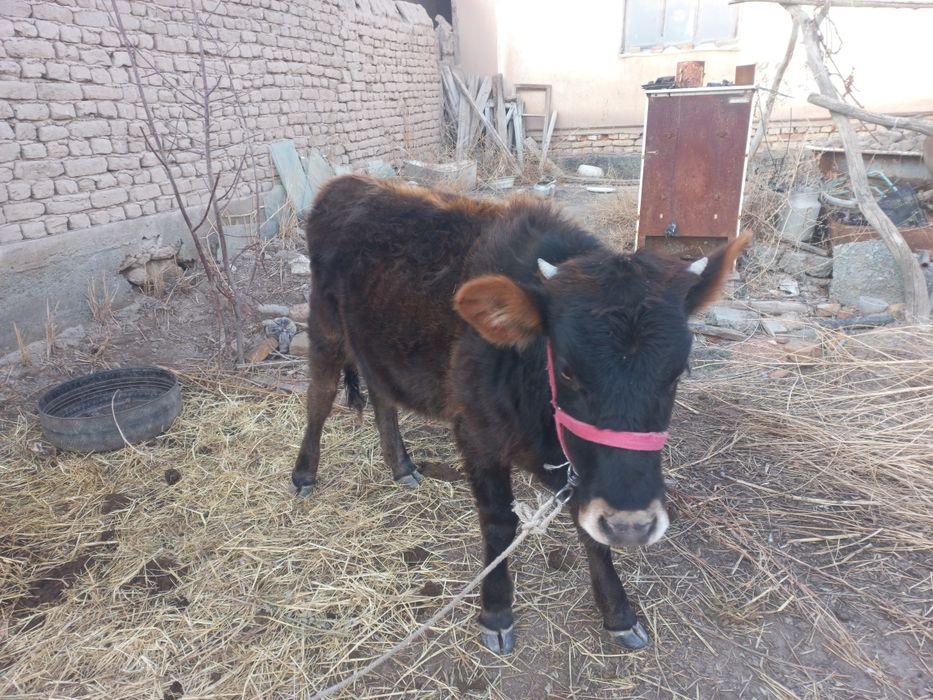 Семиз Қашар сатилади денсаулиғи жақси бахаси 15 млн